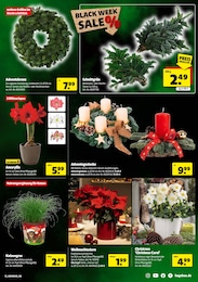 Stauden Angebot & Preis im aktuellen Hagebaumarkt Prospekt Stauden Angebot im aktuellen Hagebaumarkt Prospekt auf Seite 15