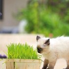 Herbe A Chat Bio. La barquette bois - BOTANIC® à 2,99 € dans le catalogue Botanic