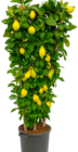 Citrus Lemon Spalier Angebote bei METRO Brandenburg für 267,49 €