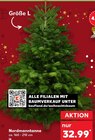 Nordmanntanne für 32,99 € bei Kaufland im Angebot Nordmanntanne im aktuellen Kaufland Prospekt
