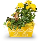 Aktuelle Blumen Angebote bei Netto Marken-Discount in Oberhausen Aktuelles Ostersteck Angebot bei Netto Marken-Discount in Oberhausen ab 6,99 €