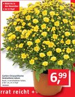 Garten-Chrysantheme Angebot in Achim Garten-Chrysantheme im aktuellen Prospekt bei BAUHAUS in Achim