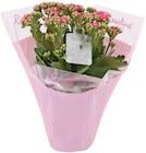 Kalanchoe im LoveWrap bei Penny im Ravensburg Prospekt für 3,99 €