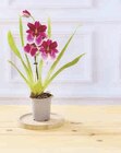 Orchidée 1 tige - Super U à Besançon Orchidée 1 tige en promo chez Super U Besançon à 5,99 €