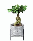 Plantes vertes en pot design en promo chez Lidl Champigny-sur-Marne à 6,99 €