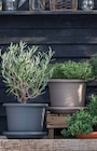 Dehner Garten-Center Hopfgarten - PFLANZTOPF 'CYLINDRO' Angebot im Prospekt PFLANZTOPF 'CYLINDRO' bei Dehner Garten-Center im Hopfgarten Prospekt für 3,99 €