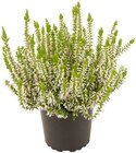 Besenheide im Angebot bei Penny in Kempen Besenheide Angebote bei Penny Kempen für 1,49 €