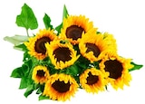 Aktuelle Pflanzen Angebote bei REWE in Bochum Aktuelles Sonnenblumen Angebot bei REWE in Bochum ab 3,79 €