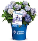 Hortensie 'Endless Summer' Angebote von Endless Summer bei Hagebaumarkt Schwerin für 16,99 €