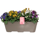 Promo Viola cornuta ECLOZ à 9,99 € dans le catalogue Jardiland à Gometz-le-Châtel