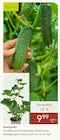 Snackgurke von Kölle im aktuellen Pflanzen Kölle Prospekt für 9,99 €