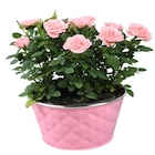 Coupe de rosier en promo chez Carrefour Coupe de rosier dans le catalogue Carrefour