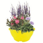 toom Baumarkt Selbach - Nützlingsfreundliche Staudenschale Angebot im Prospekt Nützlingsfreundliche Staudenschale bei toom Baumarkt im Selbach Prospekt für 8,99 €