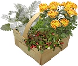 Herbstprinz im aktuellen REWE Prospekt