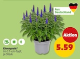 Ehrenpreis Angebote bei Penny Berlin für 5,59 €