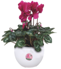 Cyclamen Cache-pot à Ma Jardinerie dans Allenjoie