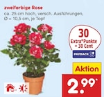 zweifarbige Rose im aktuellen Netto Marken-Discount Prospekt