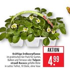 Kräftige Erdbeerpflanze Angebote bei Marktkauf Ulm für 4,99 €