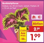 Buntblattpflanze für 1,99 € bei Netto Marken-Discount im Angebot Buntblattpflanze im aktuellen Netto Marken-Discount Prospekt