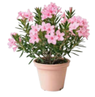 Oleander im Hellweg Prospekt Oleander im aktuellen Hellweg Prospekt für 12,99 €