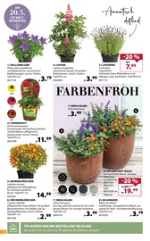 Aktueller Dehner Garten-Center Prospekt mit Balkonpflanzen, "So duftet der Sommer!", Seite 2