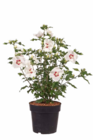 Garten-Hibiskus im Angebot bei Hagebaumarkt in Hildesheim Garten-Hibiskus Angebote von Gartenkrone bei Hagebaumarkt Hildesheim für 12,99 €