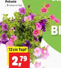 Petunie bei Thomas Philipps im Herbsleben Prospekt für 2,79 €