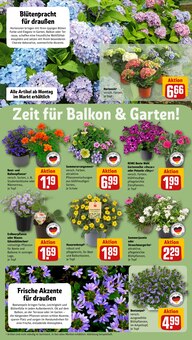 Hortensie im aktuellen REWE Prospekt (Saarbrücken) Hortensie im REWE Prospekt "Dein Markt" mit 30 Seiten (Saarbrücken)