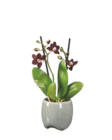 Mini-Phalaenopsis in Keramik Angebot im Lidl Prospekt für 4,99 €