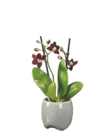 Mini-Phalaenopsis in Keramik Angebot im aktuellen Lidl Prospekt Mini-Phalaenopsis in Keramik Angebot im Lidl Prospekt für 4,99 €