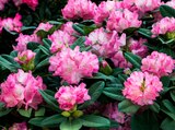 RHODODENDRON - SANSMARQUE dans le catalogue Auchan Hypermarché