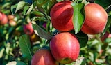 Obstbäume im Angebot bei Hagebaumarkt in Schwäbisch Gmünd Obstbäume Angebote von Gartenkrone bei Hagebaumarkt Schwäbisch Gmünd für 19,99 €