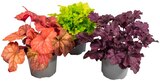Heuchera Meristem Mix »Purpurglöckchen« Angebote bei REWE Wilhelmshaven für 3,49 €