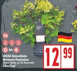 Hortensie Paniculata von EDEKA Heimatliebe im aktuellen EDEKA Prospekt