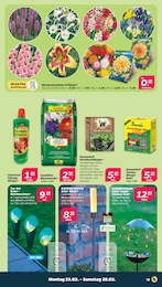 Netto mit dem Scottie Gartenpflege im Prospekt 