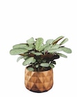Aktuelles Grünpflanze in Holzoptik-Keramik Angebot bei Lidl in Braunschweig ab 5,99 €
