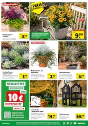 Silvester im Hagebaumarkt Prospekt in Heidelberg Aktueller Hagebaumarkt Prospekt mit Silvester, "ERLEBE IMMERGRÜNE GARTENMOMENTE", Seite 3