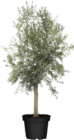 Olivenbaum (Olea europea Arbequina) im Angebot bei Globus-Baumarkt in Leonberg Olivenbaum (Olea europea Arbequina) Angebote bei Globus-Baumarkt Leonberg für 99,00 €