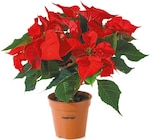 Netto mit dem Scottie Lutherstadt Eisleben - Weihnachtsstern Angebot im Prospekt Weihnachtsstern bei Netto mit dem Scottie im Lutherstadt Eisleben Prospekt für 2,49 €