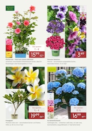 Hortensie Angebot & Preis im aktuellen Pflanzen Kölle Prospekt Hortensie Angebot im aktuellen Pflanzen Kölle Prospekt auf Seite 2