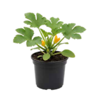 Zucchini Angebote von GROW by OBI bei OBI Oldenburg für 2,99 €