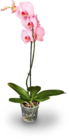 gefärbte Orchidee im Netto Marken-Discount Prospekt gefärbte Orchidee von im aktuellen Netto Marken-Discount Prospekt für 9,99 €