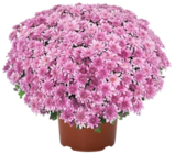 Aktuelles Chrysanthemen-Busch XL Angebot bei Kaufland in Dortmund ab 4,99 €