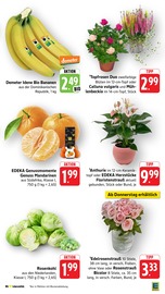 Pflanzen im E center Prospekt in Worms Aktueller E center Prospekt mit Pflanzen, "Aktuelle Angebote", Seite 15