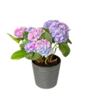 Hortensia - Production Poullain - Jardinerie Poullain à Argenteuil Hortensia - Production Poullain en promo chez Jardinerie Poullain Argenteuil à 11,99 €