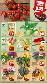 Pflanzen im aktuellen REWE Prospekt (Aachen) Pflanzen im REWE Prospekt "Dein Markt" mit 20 Seiten (Aachen)