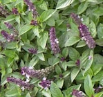 Strauchbasilikum von Kölle Bio im aktuellen Pflanzen Kölle Prospekt für 3,59 €