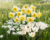 Harmonie Herbst-Blumenzwiebeln im Angebot bei Thomas Philipps in Göttingen Harmonie Herbst-Blumenzwiebeln Angebote bei Thomas Philipps Göttingen für 3,49 €
