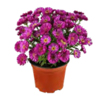 Herbstaster für 1,99 € bei OBI im Angebot Herbstaster im aktuellen OBI Prospekt