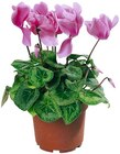 Aktuelles Alpenveilchen Angebot bei Penny in Bielefeld ab 1,99 €